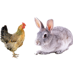 適合鴿子、禽類